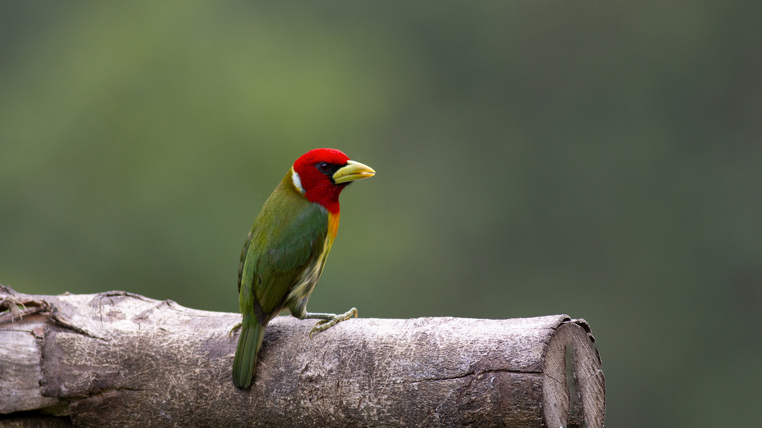 Red-headed Barbet